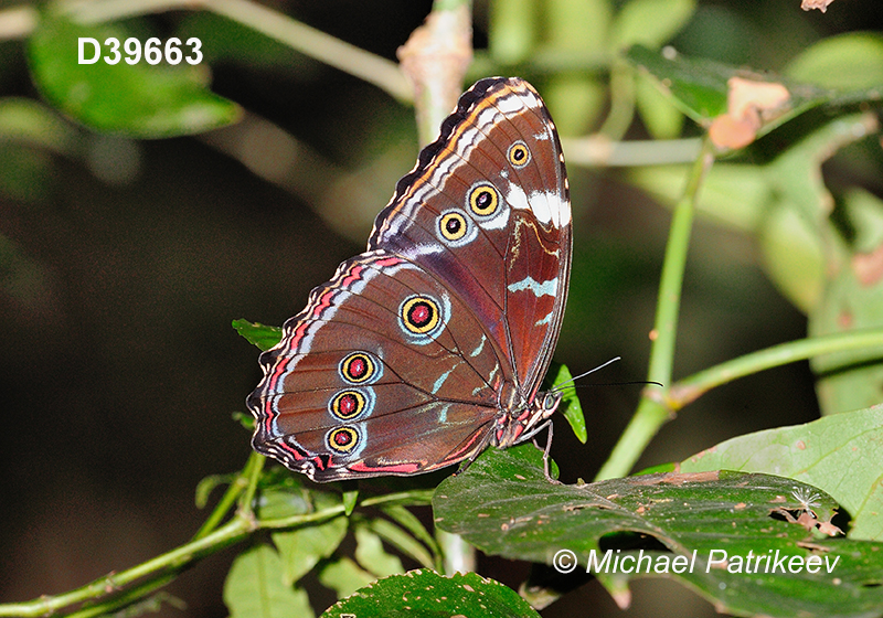 Common Morpho (Morpho helenor)